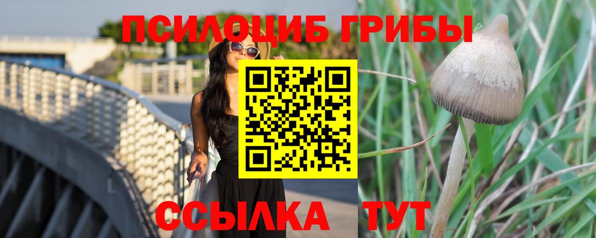 Галлюциногенные грибы Psilocybine cubensis Карпинск